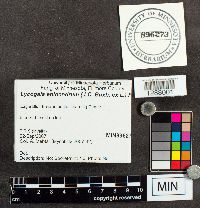 Lycogala epidendrum image