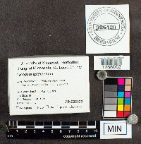 Lycogala epidendrum image