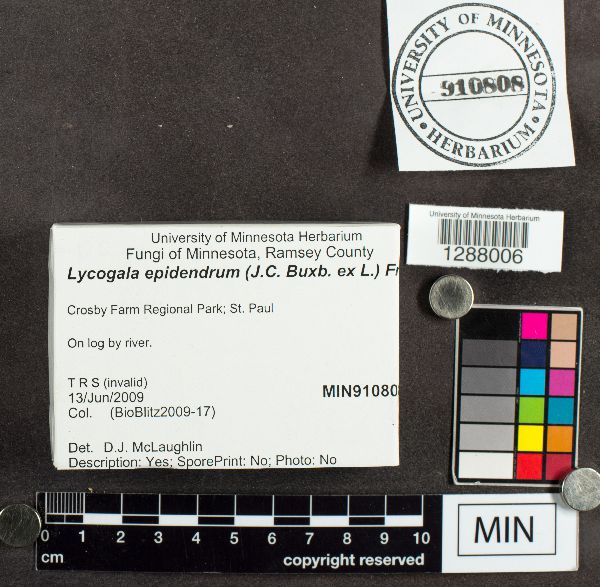Lycogala epidendrum image