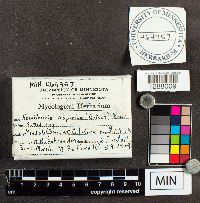 Metatrichia vesparium image