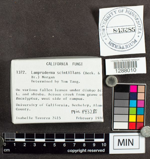 Lamproderma scintillans image