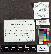 Media resource of Lamproderma scintillans