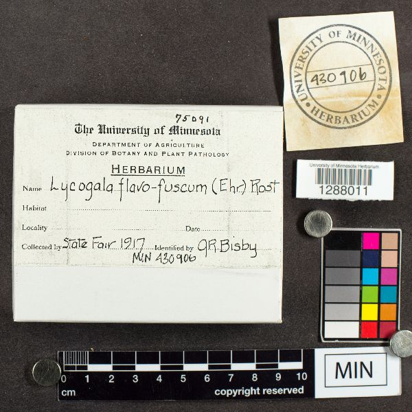 Lycogala flavofuscum image