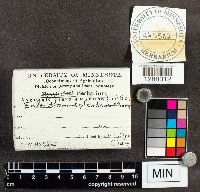 Lycogala flavofuscum image