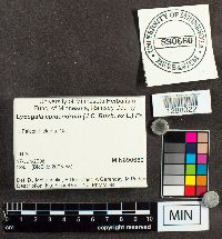 Lycogala epidendrum image