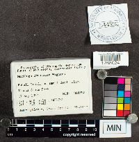 Mucilago crustacea image