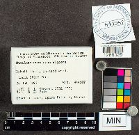 Mucilago crustacea image