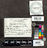 Mucilago crustacea image