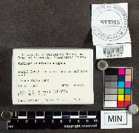 Mucilago crustacea image