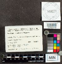 Mucilago crustacea image