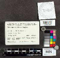 Mucilago crustacea image