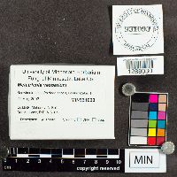 Metatrichia vesparium image