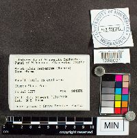 Metatrichia vesparium image