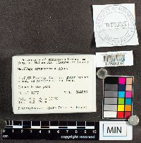 Mucilago crustacea image