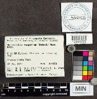 Metatrichia vesparium image