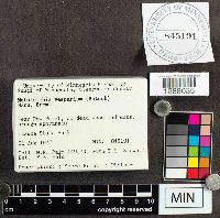 Metatrichia vesparium image