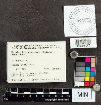 Metatrichia vesparium image