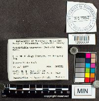 Metatrichia vesparium image