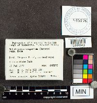 Metatrichia vesparium image