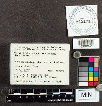 Metatrichia vesparium image