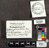 Media resource of Perichaena corticalis