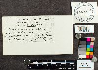 Mucilago crustacea image