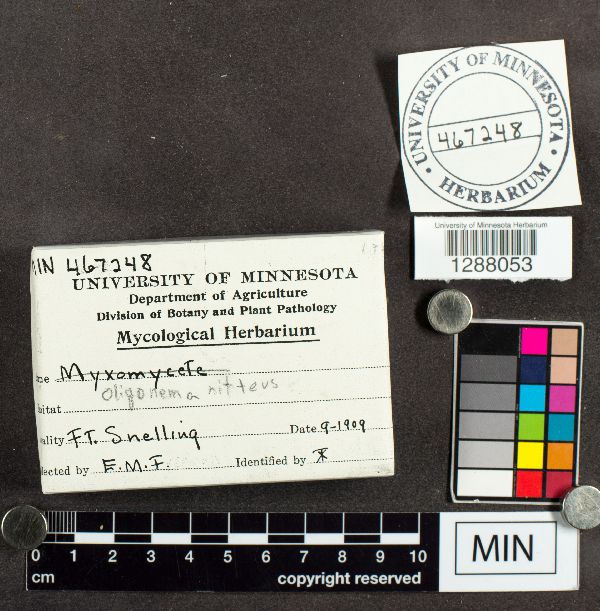 Oligonema schweinitzii image