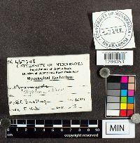 Media resource of Oligonema schweinitzii