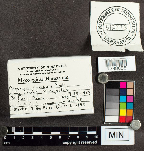 Physarum gyrosum image