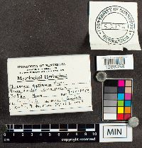 Media resource of Physarum gyrosum