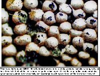 Physarum didermoides image