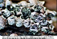 Physarum didermoides image