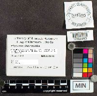 Physarum didermoides image