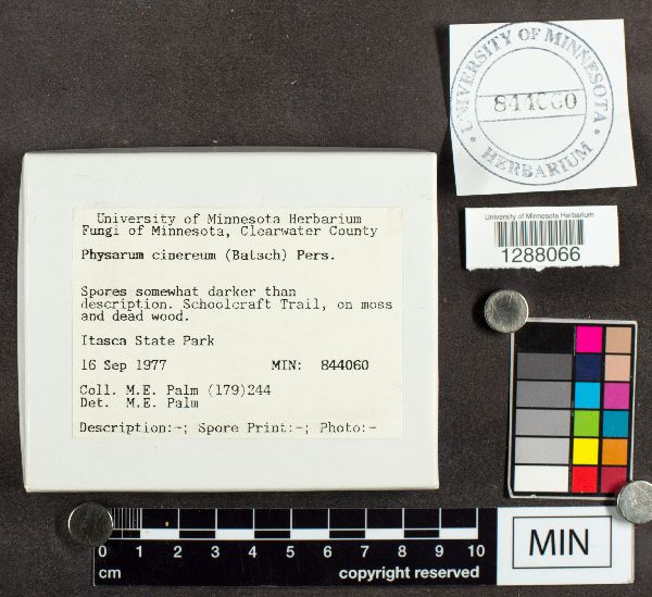 Physarum cinereum image