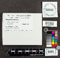 Media resource of Physarum melleum