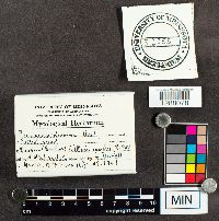 Physarum didermoides image
