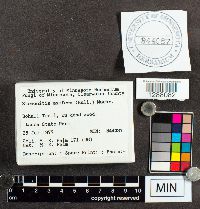 Stemonitis axifera image