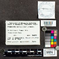 Stemonitis axifera image