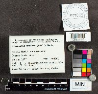 Stemonitis axifera image