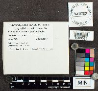 Stemonitis axifera image