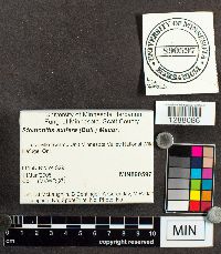 Stemonitis axifera image