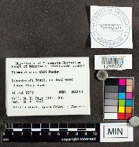 Media resource of Stemonitis smithii