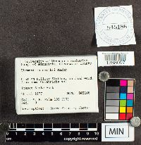 Stemonitis smithii image