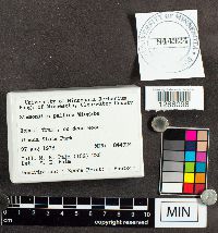 Stemonitis pallida image