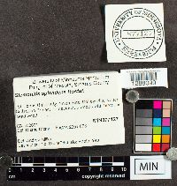 Media resource of Stemonitis splendens