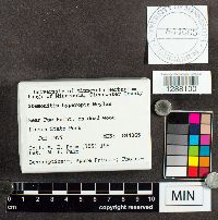 Media resource of Stemonitopsis hyperopta