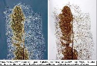 Stemonitis fusca image