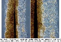 Stemonitis fusca image