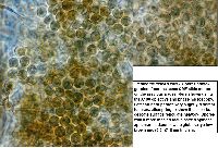 Stemonitis fusca image