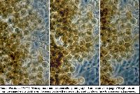 Stemonitis fusca image